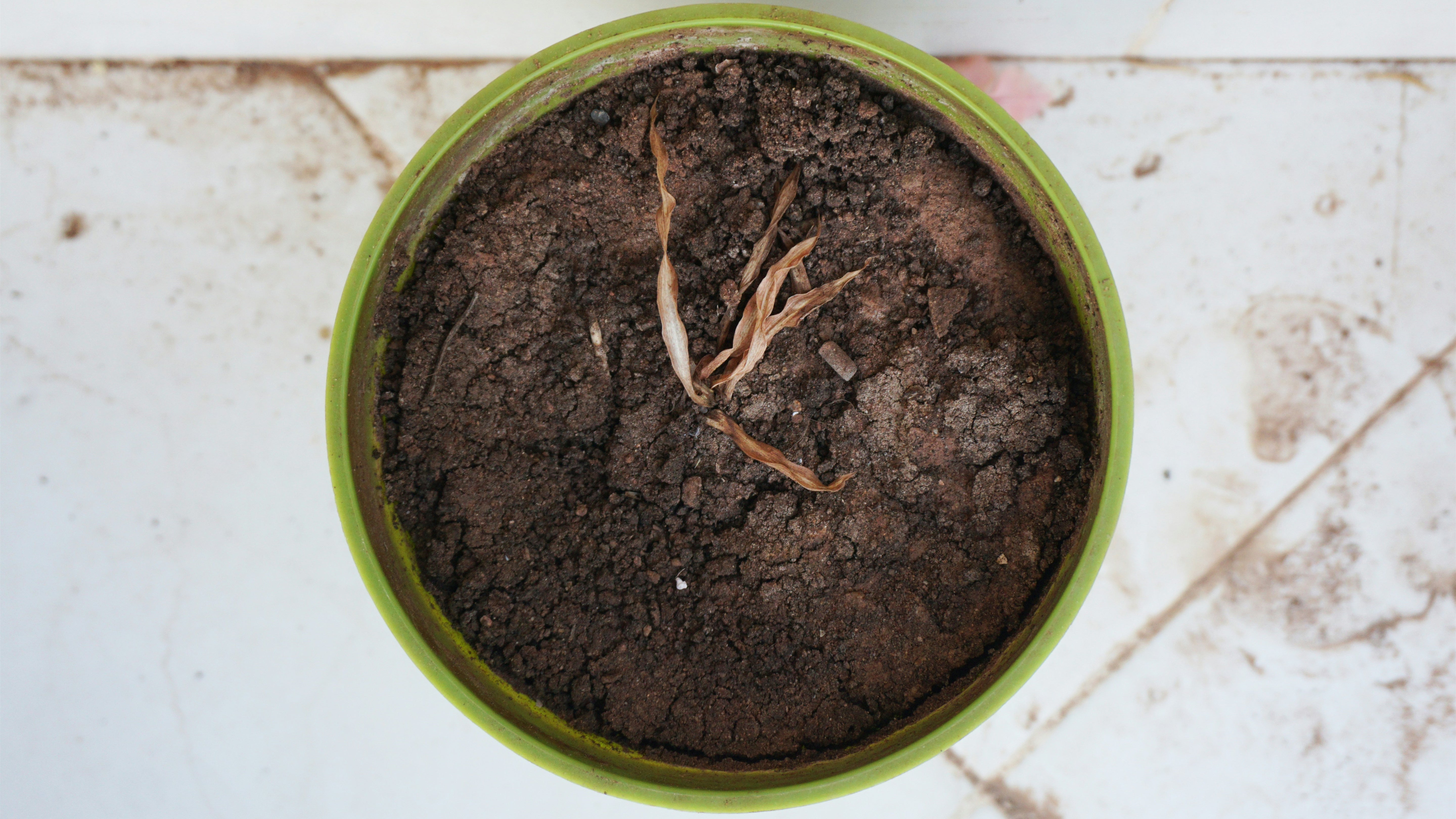 Plants Always Dying? You Haven't Used the Right Grow Lights!