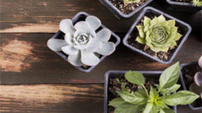 The Effectiveness of Using Grow Lights for Succulents
