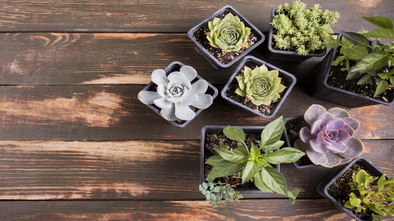 The Effectiveness of Using Grow Lights for Succulents